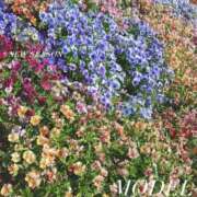 ヒメ日記 2025/04/10 09:21 投稿 純恋 ナイスディ