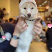 ヒメ日記 2025/04/20 21:09 投稿 純恋 ナイスディ