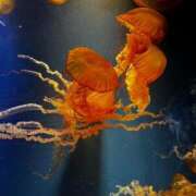 ヒメ日記 2026/02/19 03:16 投稿 れむ 京都デリヘル倶楽部FIRST