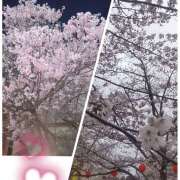 ひとみ 桜祭り 熟女デリヘル 女神の極み