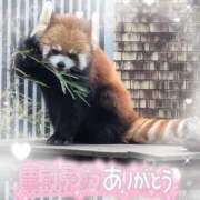 ヒメ日記 2025/04/18 12:20 投稿 みいな 宮崎ちゃんこ都城店