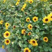 ヒメ日記 2025/09/10 12:48 投稿 朱夏（しゅうか） 秘密倶楽部 凛 錦糸町店