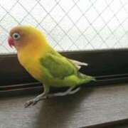 ヒメ日記 2026/01/06 06:16 投稿 柊蓮 こあくまな熟女たち 千葉店（KOAKUMAグループ）