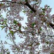 ヒメ日記 2026/04/08 11:30 投稿 めめ マリアージュ熊谷