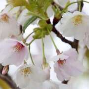 ヒメ日記 2025/04/04 22:00 投稿 つかさ 藤沢人妻城