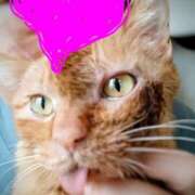 ヒメ日記 2026/03/13 12:00 投稿 つかさ 藤沢人妻城