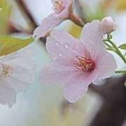 ヒメ日記 2026/04/02 09:00 投稿 つかさ 藤沢人妻城