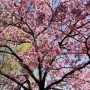 ヒメ日記 2026/03/29 08:37 投稿 みくる XSTASY（エクスタシー）