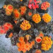 ヒメ日記 2025/07/24 16:53 投稿 すずね SOPHIA（ソフィア）