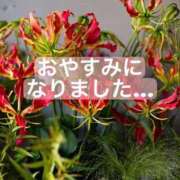 ヒメ日記 2025/11/30 05:53 投稿 すずね SOPHIA（ソフィア）