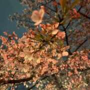 ヒメ日記 2026/03/31 07:33 投稿 すずね SOPHIA（ソフィア）