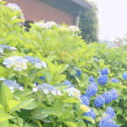 ヒメ日記 2025/07/01 20:46 投稿 愛 琥珀（こはく）