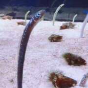 ヒメ日記 2025/03/22 22:36 投稿 さくな 奥鉄オクテツ東京店（デリヘル市場）