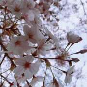 ヒメ日記 2025/03/28 13:23 投稿 さくな 奥鉄オクテツ東京店（デリヘル市場）