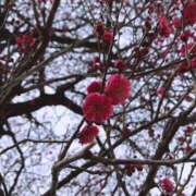 ヒメ日記 2025/04/02 20:38 投稿 さくな 奥鉄オクテツ東京店（デリヘル市場）