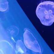 さくな さくなです♡ 奥鉄オクテツ東京店（デリヘル市場）