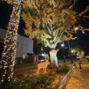 ヒメ日記 2025/12/16 20:30 投稿 かよ 奥鉄オクテツ東京店（デリヘル市場）