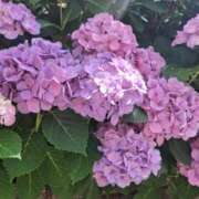 ヒメ日記 2025/06/09 19:03 投稿 あらかわ 川崎・東横人妻城