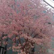 ヒメ日記 2025/03/30 13:06 投稿 香坂（こうさか） 熟女の風俗最終章 大宮店