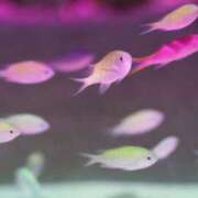 ヒメ日記 2025/06/26 01:09 投稿 なぎさ One More奥様　立川店