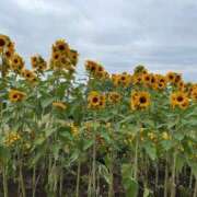 ヒメ日記 2025/07/11 15:39 投稿 なぎさ One More奥様　立川店