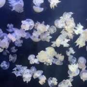 ヒメ日記 2025/06/09 22:46 投稿 ゆら ちゃんこ東大阪 布施・長田店