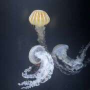 ヒメ日記 2025/06/14 21:10 投稿 ゆら ちゃんこ東大阪 布施・長田店