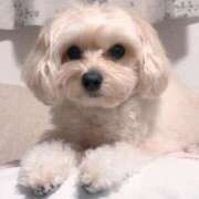 ヒメ日記 2025/04/12 11:38 投稿 雪野【エステ限定】 ファッションヘルス カリスマ