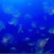 ヒメ日記 2025/04/24 01:16 投稿 ひなた 山梨デリヘル 絆