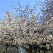 ヒメ日記 2025/03/11 20:43 投稿 いよ しろうと娘　本店