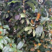 ヒメ日記 2025/10/27 23:58 投稿 【ななせ】口コミで絶賛の嵐！！ おねだり宮崎