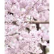 ヒメ日記 2025/03/28 21:50 投稿 ひまり 新大阪秘密倶楽部