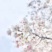 ヒメ日記 2026/04/04 11:55 投稿 ひまり 新大阪秘密倶楽部