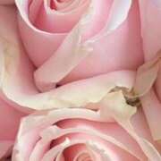 ヒメ日記 2025/05/14 13:41 投稿 フランスア 鶯谷デッドボール