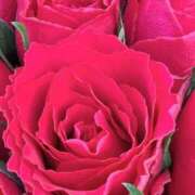 ヒメ日記 2026/01/16 14:55 投稿 フランスア 鶯谷デッドボール