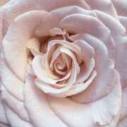 フランスア お詫び 鶯谷デッドボール