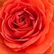 ヒメ日記 2026/02/17 18:59 投稿 フランスア 鶯谷デッドボール