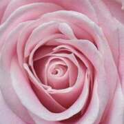 ヒメ日記 2026/04/04 21:35 投稿 フランスア 鶯谷デッドボール