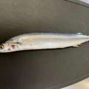 ヒメ日記 2025/08/26 07:24 投稿 葵(あおい) 相模原人妻城