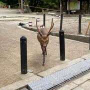 葵(あおい) 葵さんと愉快な仲間たち 相模原人妻城