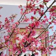 ヒメ日記 2025/02/12 23:58 投稿 琴音-ことね- フォーシーズン