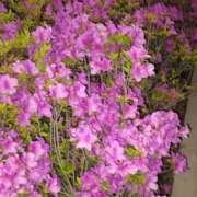 ヒメ日記 2025/05/05 23:39 投稿 遠藤（えんどう） 熟女の風俗最終章 大宮店