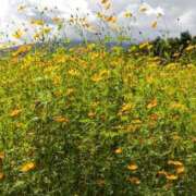 ヒメ日記 2025/07/05 20:25 投稿 遠藤（えんどう） 熟女の風俗最終章 大宮店