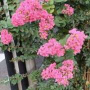 ヒメ日記 2025/08/03 23:55 投稿 遠藤（えんどう） 熟女の風俗最終章 大宮店