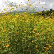 ヒメ日記 2025/10/07 23:55 投稿 遠藤（えんどう） 熟女の風俗最終章 大宮店