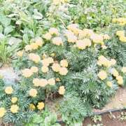 ヒメ日記 2025/12/17 00:15 投稿 遠藤（えんどう） 熟女の風俗最終章 大宮店