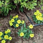 ヒメ日記 2026/02/22 00:10 投稿 遠藤（えんどう） 熟女の風俗最終章 大宮店