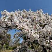 ヒメ日記 2025/04/11 17:19 投稿 ふうか 奥様鉄道69 岡山店