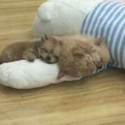 ヒメ日記 2025/06/01 17:50 投稿 ふうか 奥様鉄道69 岡山店