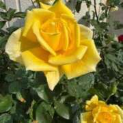 ヒメ日記 2025/06/06 14:39 投稿 ふうか 奥様鉄道69 岡山店